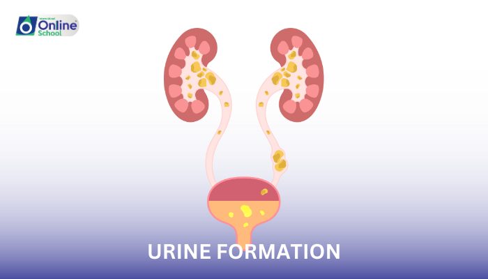 Lesson 11: Urine Formation